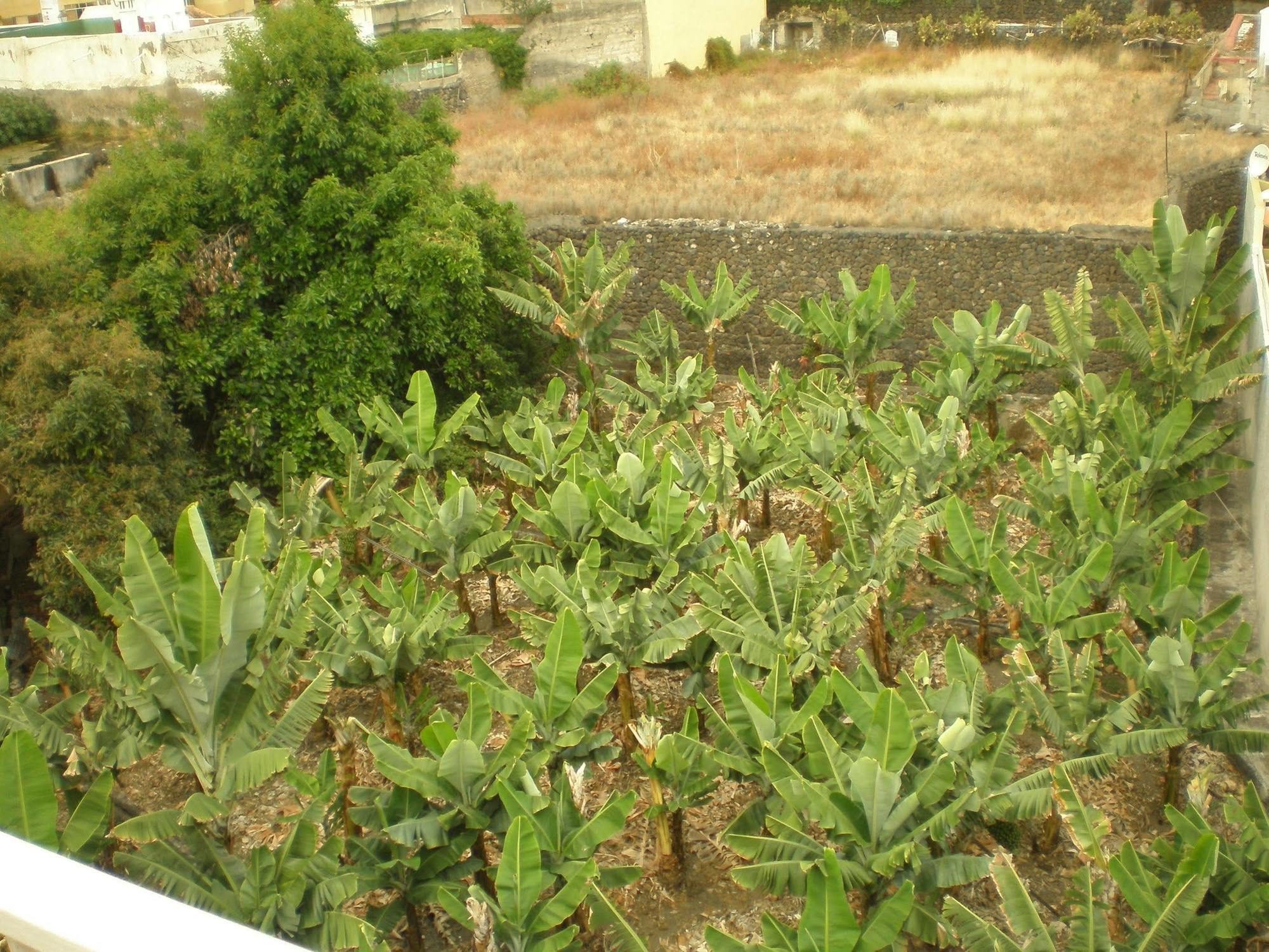 Hotel Tejuma Puerto de la Cruz Kültér fotó